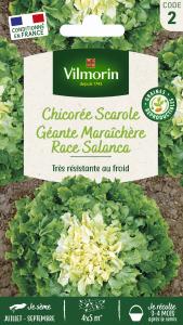 Chicorée Scarole Géante Maraîchère race Salanca